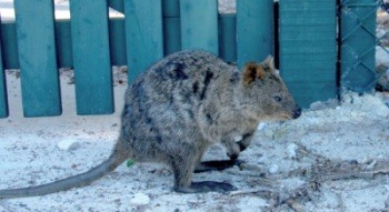 Quokkas are abundant  and curious