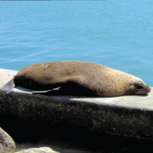 Part of Adelaide Living Beaches Strategy to stabilize the sand dunes.