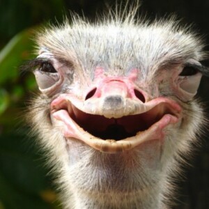 The new Road Plus tyre from WTB.