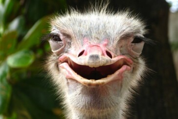 The new Road Plus tyre from WTB.