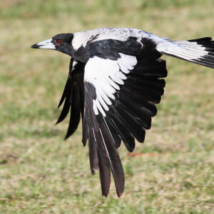 magpie 2