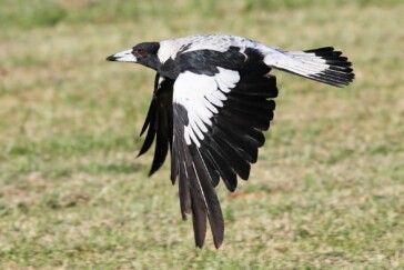 magpie 2