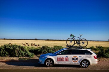 Emus alongside the highway between Mildura and Adelaide during the Clare Classic road trip from Sydney to Adelaide.