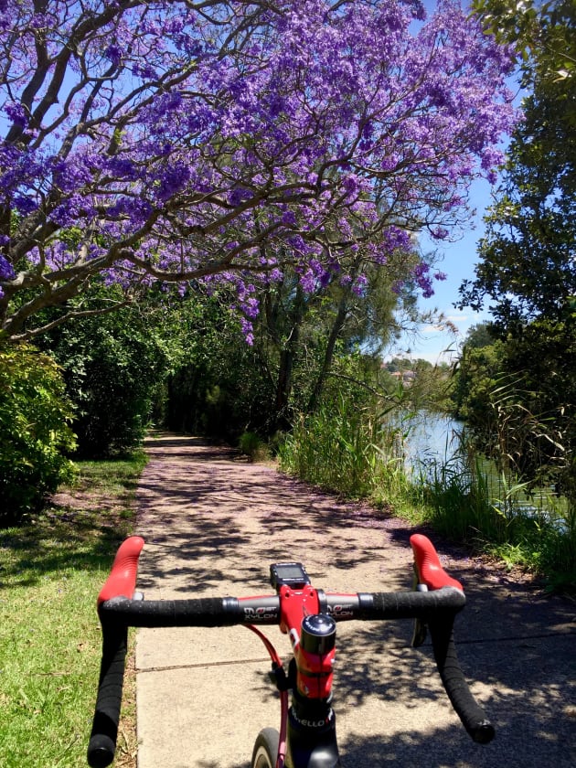 A jacaranda tree in full bloom along the banks of the picturesque Cooks River.
