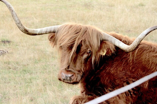 <p>One of the Tarraleah locals</p>